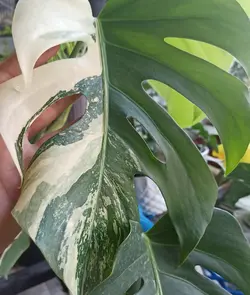 قلمه برگ انجیری ابلق