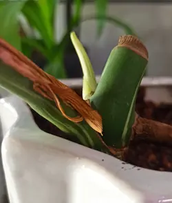 قلمه برگ انجیری ابلق