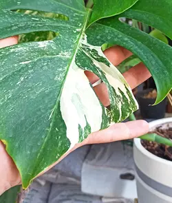 قلمه برگ انجیری ابلق