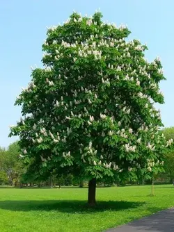 شاه بلوط هندی مناسب فضای بزرگ