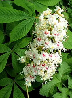 شاه بلوط هندی مناسب فضای بزرگ