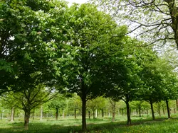 شاه بلوط هندی مناسب فضای بزرگ