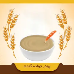 جوانه گندم