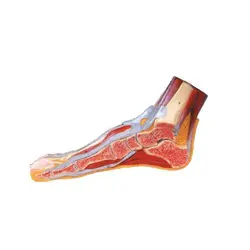 مولاژ برش پا