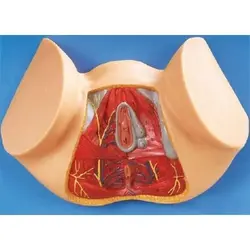 مولاژ آناتومی کف لگن زن