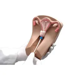 مولاژ آناتومی کف لگن زن