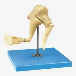 مولاژ استخوانچه شنوایی 3 قسمتی