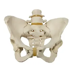 مولاژ استخوان بندی لگن خاصره زن