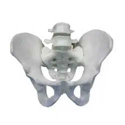 مولاژ استخوان بندی لگن خاصره زن