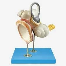 مولاژ استخوانچه شنوایی و پرده صماخ