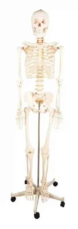 مولاژ اسکلت بدن انسان اندازه طبیعی