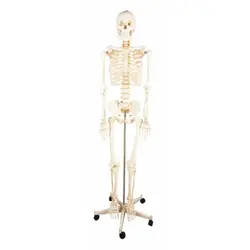 مولاژ اسکلت ساده 180 سانتی متری