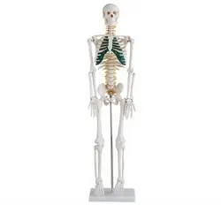 مولاژ اسکلت قفسه رنگی 1/2