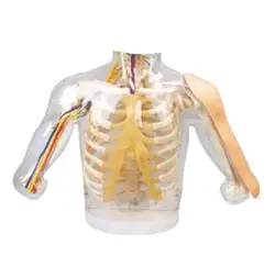 مولاژ تزریق عضلانی پیشرفته الکترونیکی