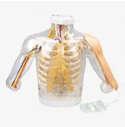 مولاژ تزریق عضلانی پیشرفته الکترونیکی