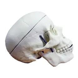 مولاژ جمجمه