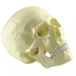 مولاژ جمجمه