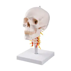 مولاژ جمجمه با نمایش مهره گردن