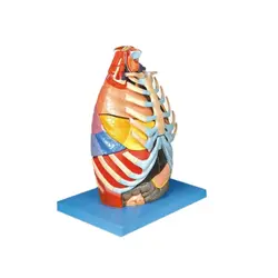 مولاژ حفره توراکس