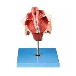 مولاژ دستگاه تناسلی زن