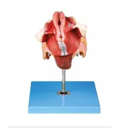 مولاژ دستگاه تناسلی زن