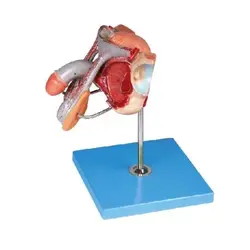 مولاژ دستگاه تناسلی مرد