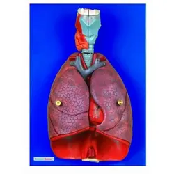 مولاژ دستگاه تنفس