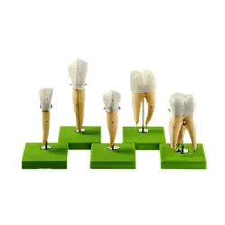 مولاژ دندان داندانپزشکی ۵ عددی