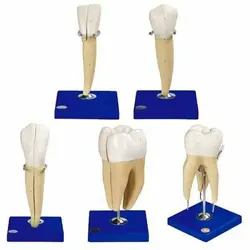 مولاژ دندان داندانپزشکی ۵ عددی