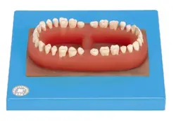 مولاژ سری دندان کامل بزرگسالان