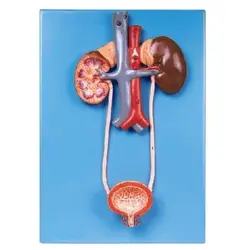 مولاژ سیستم دفع ادرار