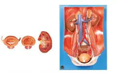 مولاژ سیستم دفع ادرار ۴ قسمتی