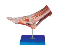 مولاژ عضلات مچ پا با اعصاب و عروق