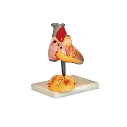 مولاژ قلب اطفال