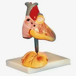 مولاژ قلب اطفال