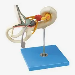 مولاژ گوش داخلی 18 برابر