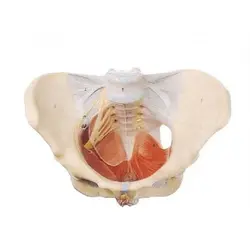 مولاژ لگن با رباط ها و اعصاب