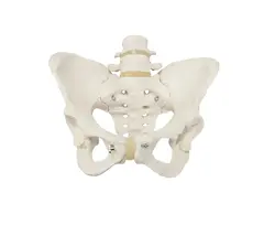 مولاژ لگن خاصره زن