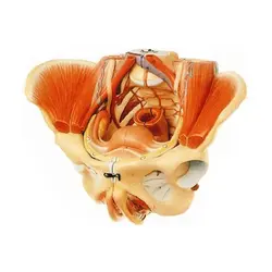 مولاژ لگن خاصره زن با ماهیچه های لگن و رحم 4 قسمتی