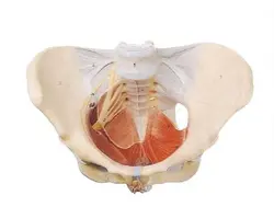 مولاژ لگن زن با رباط ها و اعصاب