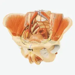 مولاژ لگن و رحم