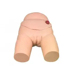 مولاژ مدل کامل مجاری ادراری زنان