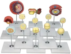 مولاژ مراحل لقاح و رشد جنین