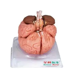 مولاژ مغز 8 قسمتی