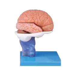 مولاژ مغز 15 قسمتی