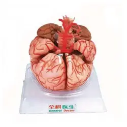 مولاژ مغز با نمایش عروق