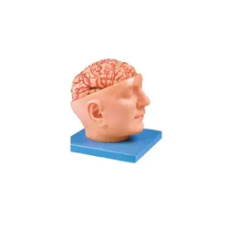 مولاژ مغز و صورت با نمایش عروق