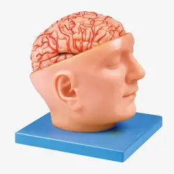 مولاژ مغز و صورت با نمایش عروق