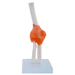 مولاژ مفصل آرنج با نمایش رباط ها