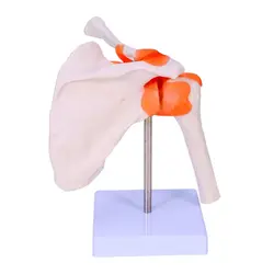 مولاژ مفصل شانه با نمایش رباط ها